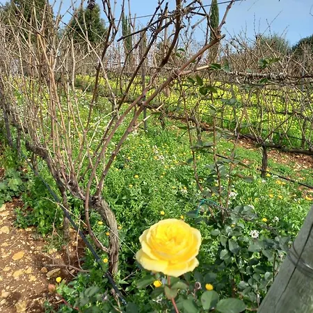 Agreste * 오스투니